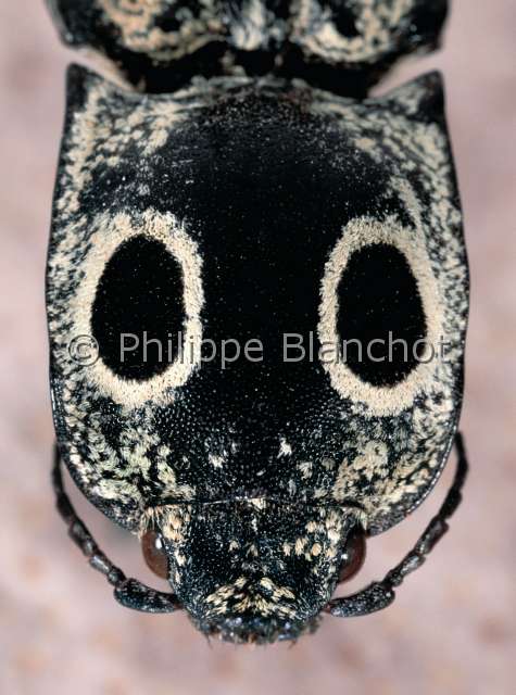 Alaus oculatus.JPG - in "Portraits d'insectes" ed. SeuilAlaus oculatusTaupin grand ocelleEyed click beetleColeopteraElateridaeEtats Unis